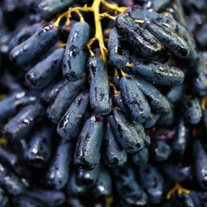 Anggur Sweet Shappire