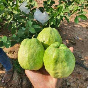 Jambu Kristal Sunprite